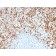 CD61 / Integrin 3 / Platelet Glycoprotein IIIa (Platelet Marker)(ITGB3/2597), Biotin conjugate, 0.1mg/mL