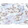 Biotium BNCB2598-100, CD34 (Hematopoietic Stem Cell & Endothelial Marker) (HPCA1/2598R), Biotin conjugate, 0.1mg/mL