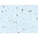 Biotium BNCB2602-100, Calretinin / Calbindin 2 (Mesothelioma Marker)(CALB2/2602), Biotin conjugate, 0.1mg/mL