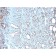 Biotium BNCB2617-100, Cadherin 17 / LI Cadherin (Liver-Intestine Marker)(CDH17/2617), Biotin conjugate, 0.1mg/mL