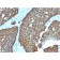 Biotium BNCB2618-100, Cadherin 17 / LI Cadherin (Liver-Intestine Marker)(CDH17/2618), Biotin conjugate, 0.1mg/mL
