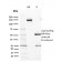 Biotium BNCB2670-100, CD117 / c-Kit (Marker for Gastrointestinal Stromal Tumors)(KIT/2670), Biotin conjugate, 0.1mg/mL