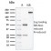 Biotium BNCB2672-100, CD117 / c-Kit (Marker for Gastrointestinal Stromal Tumors)(KIT/2672), Biotin conjugate, 0.1mg/mL