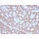 Progesterone Receptor (Marker of Progestin Dependence)(PGR/2694), Biotin conjugate, 0.1mg/mL