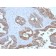 MUC1 / CA15-3 / EMA / CD227 (Epithelial Marker) (MUC1/2729R), Biotin conjugate, 0.1mg/mL