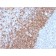 Human IgD (Immunoglobulin Delta Heavy Chain) (B-Cell Marker) (IGHD/2730R), Biotin conjugate, 0.1mg/mL