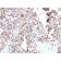 S100A4 (Marker of Tumor Metastasis) (S100A4/2750R), Biotin conjugate, 0.1mg/mL