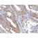 Vimentin (Mesenchymal Cell Marker)(V9), Biotin conjugate, 0.1mg/mL