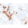 Biotium BNCB2782-100, Calbindin 1 (CALB1)(CALB1/2782), Biotin conjugate, 0.1mg/mL