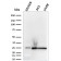 Biotium BNCB2783-100, C1QA / Complement C1q A-Chain(C1QA/2783), Biotin conjugate, 0.1mg/mL