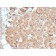 CELA3B / ELA3B (Pancreatic Function Marker) (CELA3B/2809R), Biotin conjugate, 0.1mg/mL