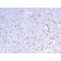 MCM7 (Proliferation Marker)(MCM7/2832R), Biotin conjugate, 0.1mg/mL