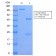 HLA-DP (MHC II)(HLA-DPB1/2862R), Biotin conjugate, 0.1mg/mL