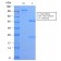 HLA-DQ (MHC II)(HLA-DQA1/2866R), Biotin conjugate, 0.1mg/mL