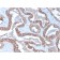 Cytokeratin 15 (Esophageal Squamous Cell Carcinoma Marker)(KRT15/2957), Biotin conjugate, 0.1mg/mL