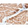 Desmin (Muscle Cell Marker) (DES/2960R), Biotin conjugate, 0.1mg/mL