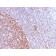 Nuclear Antigen (Pan-Nuclear Marker) (NM2984R), Biotin conjugate, 0.1mg/mL