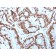 MCM6 (Proliferation Marker)(MCM6/3000), Biotin conjugate, 0.1mg/mL
