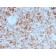 Granzyme B (NK/T-Cell Lymphoma Marker)(GZMB/3055), Biotin conjugate, 0.1mg/mL