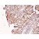 Uroplakin 1B (Urothelial Differentiation Marker)(UPK1B/3081), Biotin conjugate, 0.1mg/mL
