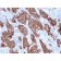 HER-2 / c-erbB-2 / neu / CD340(ERBB2/3093), Biotin conjugate, 0.1mg/mL