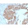 Uroplakin 1B (Urothelial Differentiation Marker)(UPK1B/3102), Biotin conjugate, 0.1mg/mL