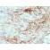 Elastin (ELN) (Marker of Arterial Stiffness and Atherosclerosis)(ELN/3131R), Biotin conjugate, 0.1mg/mL