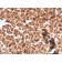GP2 (Glycoprotein 2) / ZAP75(GP2/3134R), Biotin conjugate, 0.1mg/mL