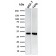 Replication Protein A2 (RPA2)(RPA2/3140R), Biotin conjugate, 0.1mg/mL