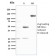 Ubiquitin (Autophagy Marker)(UBB/3143R), Biotin conjugate, 0.1mg/mL