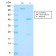 FOLH1 / PSMA (Prostate Epithelial Marker)(FOLH1/3149R), Biotin conjugate, 0.1mg/mL