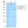 p53 Tumor Suppressor Protein(TP53/3156R), Biotin conjugate, 0.1mg/mL
