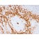 Granulocyte-Colony Stimulating Factor (G-CSF)(CSF3/3166R), Biotin conjugate, 0.1mg/mL