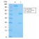 GRP94 / HSP90B1(Glucose-Regulated Protein 94) (Endoplasmic Reticulum Marker)(HSP90B1/3168R), Biotin conjugate, 0.1mg/mL