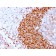 CD79b (B-Cell Marker)(IGB/3170R), Biotin conjugate, 0.1mg/mL