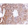 Uroplakin 1B (Urothelial Differentiation Marker)(UPK1B/3273), Biotin conjugate, 0.1mg/mL
