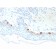 Tyrosinase-Related Protein-1 (TYRP-1) (Melanoma Marker)(TYRP1/3281), Biotin conjugate, 0.1mg/mL