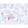 Factor XIIIa (Coagulation Factor XIIIA Chain)(F13A1/3772R), Biotin conjugate, 0.1mg/mL