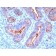 CD66 (CEA)(C66/195), 0.2mg/mL