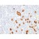 CD15 / FUT4 / Lewis x(FUT4/815), 0.2mg/mL