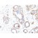 Myosin, Smooth Muscle Heavy Chain(SMMS-1), 0.2mg/mL