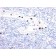 Granulocyte-Colony Stimulating Factor (G-CSF) (CSF3)(CSF3/900), 0.2mg/mL