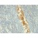 Adenosine Monophosphate Deaminase 3 (AMPD3)(AMPD3/901), 0.2mg/mL