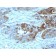 Blood Group H Type 2 (CD173)(19-OLE), 0.2mg/mL