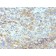 CD54(W-CAM-1; same as Wehi-CAM-1 or 1H4), 0.2mg/mL
