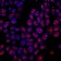 Cyclin B1(CCNB1/1098), 0.2mg/mL