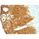 Cytokeratin 19(KRT19/799 + KRT19/800), 0.2mg/mL