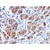 Caldesmon, HMW (h-Caldesmon) (Smooth Muscle Marker) (CALD1/1424R), 0.2mg/mL