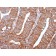 Biotium BNUB1550-100, Calpastatin(CAST/1550), 0.2mg/mL