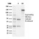 NME1 / nm23-H1 / NDPK-A (Suppressor of Metastasis)(CPTC-NME1-2), 0.2mg/mL